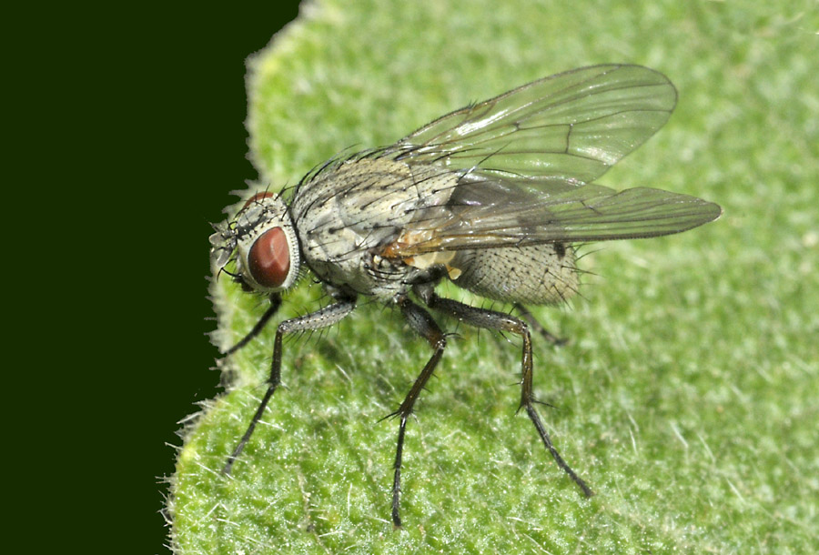 Anthomyiidae? No, Muscidae:  Helina cfr. reversio, femmina